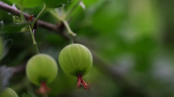 Rijpe kruisbes met transparante huid in de tuin — Stockvideo