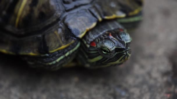 Schildpad kruipen op de weg op een zonnige dag, close-up — Stockvideo