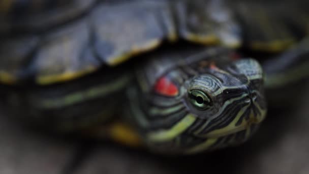 Turtle crawling on the road on a Sunny day, close up — Stock Video