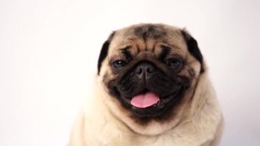Köpek, pug oturma ve panting, 1 yaşında, beyaz arka plan üzerinde izole