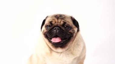 Köpek, pug oturma ve panting, 1 yaşında, beyaz arka plan üzerinde izole