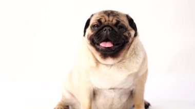 Köpek, pug oturma ve panting, 1 yaşında, beyaz arka plan üzerinde izole