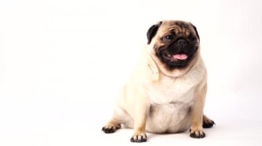 Köpek, pug oturma ve panting, 1 yaşında, beyaz arka plan üzerinde izole