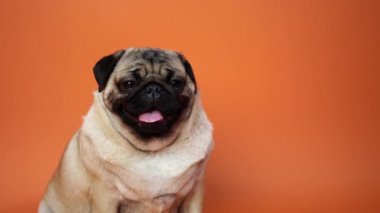 Köpek, pug oturma ve panting, 1 yaşında, turuncu arka plan üzerinde izole