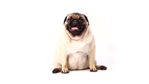 Pies, mroku siedzi i dysząc, 1 rok życia, izolowane na białym tle — Wideo stockowe
