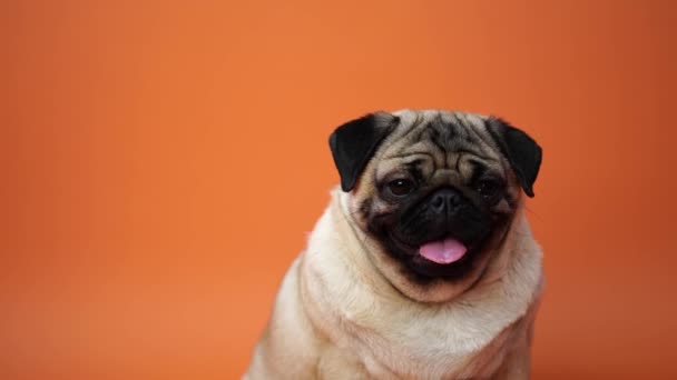 Cão, pug sentado e ofegante, 1 ano, isolado em fundo laranja — Vídeo de Stock