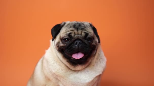 Pies, mroku siedzi i dysząc, 1 rok życia, izolowane na pomarańczowym tle — Wideo stockowe