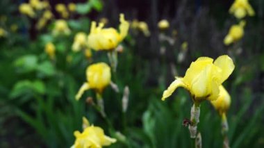 Sarı irisler yağmurdan sonra çimlerde çiçek açar. Bahar bahçesinde taze irisler.