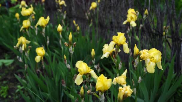 Gul iris blommar i gräset efter regnet. Färska iris i vårträdgården. — Stockvideo