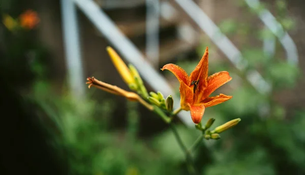 Il giglio arancione sboccia nell'erba dopo la pioggia. Giglio fresco nel giardino primaverile . — Foto Stock