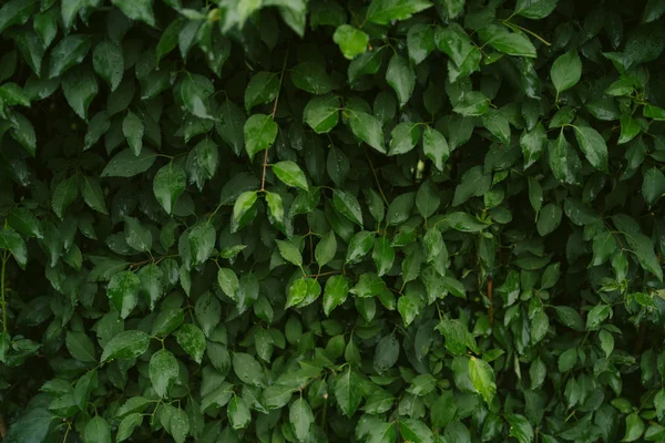 Texture verte des feuilles après la pluie. Bush vert — Photo