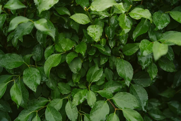 Textura verde de folhas depois da chuva. Bush verde — Fotografia de Stock