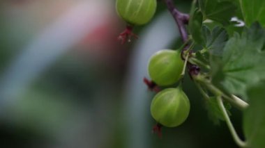 Bahçede şeffaf deri ile Olgun bektaşi üzümü