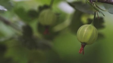 Bahçede şeffaf deri ile Olgun bektaşi üzümü