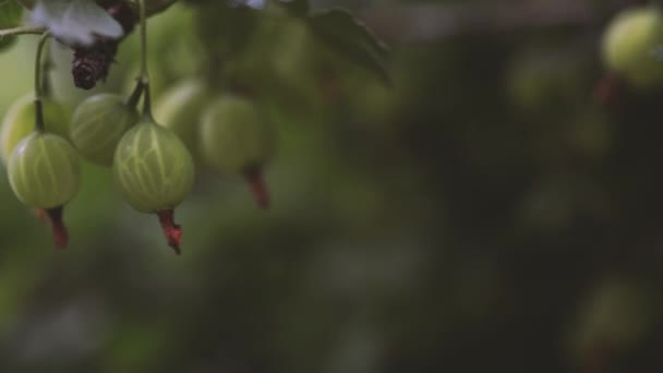 Rijpe kruisbes met transparante huid in de tuin — Stockvideo