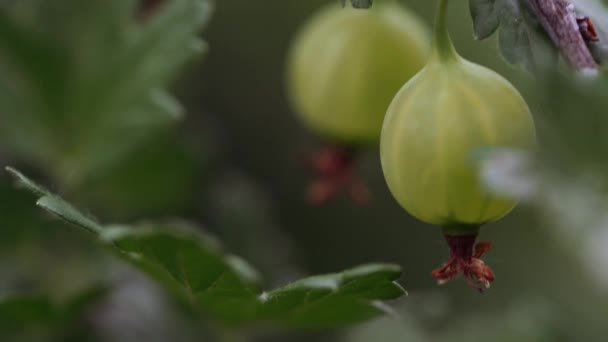 Reife Stachelbeeren mit transparenter Schale im Garten — Stockvideo