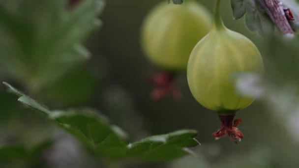 Rijpe kruisbes met transparante huid in de tuin — Stockvideo