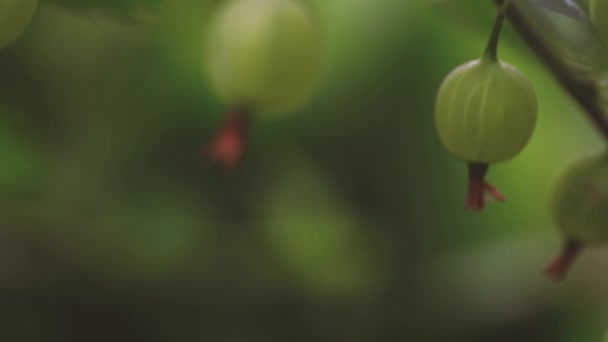 Reife Stachelbeeren mit transparenter Schale im Garten — Stockvideo