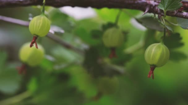 Rijpe kruisbes met transparante huid in de tuin — Stockvideo