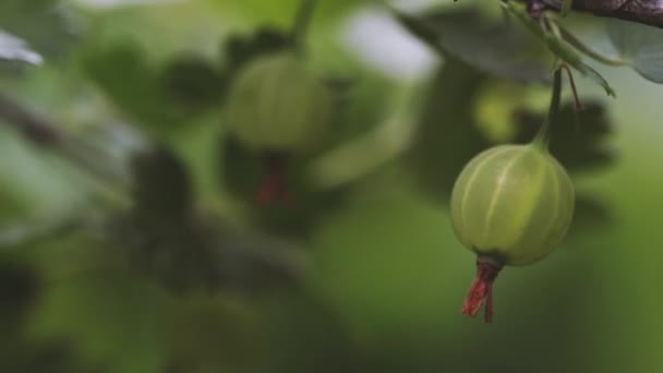 Спелые крыжовники с прозрачной кожей в саду — стоковое видео