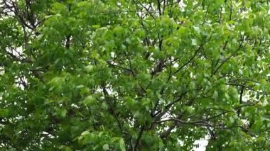 Rüzgarda sallanan ağaçtaki yapraklar