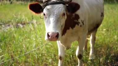 Yazın yeşil bir çayırda otlayan. Yeşil kırsal alanda bir. Sığırların beslenmesi ve ıslahı. Yürüyüş için çiftlik hayvanları. Sığır.