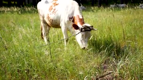 Vaca pastando en un prado verde en verano. Una vaca en un campo rural verde. Alimentación y cría de ganado. Animales de granja para dar un paseo. Ganado vacuno . — Vídeos de Stock