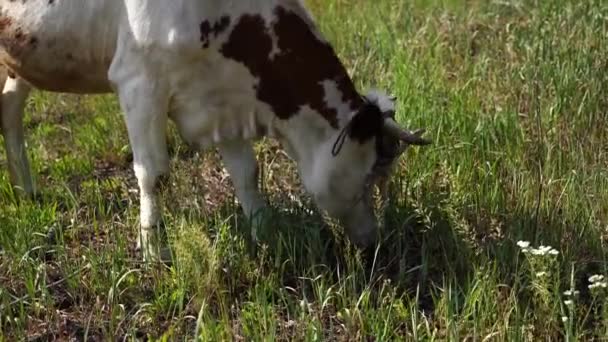 Kuh grast im Sommer auf einer grünen Wiese. eine Kuh auf einem grünen Feld. Fütterung und Zucht von Rindern. Nutztiere für einen Spaziergang. Rinder. — Stockvideo
