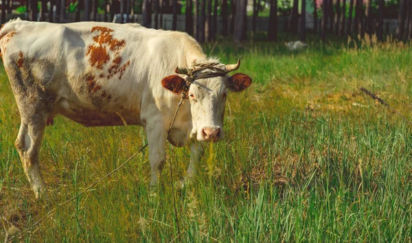 Vaca pastando en un prado verde en verano. Una vaca en un campo rural verde. Alimentación y cría de ganado. Animales de granja para dar un paseo. Ganado vacuno . — Foto de Stock