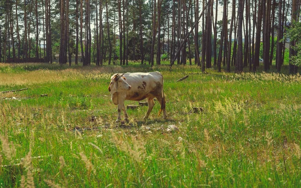 Cow grazing in a green meadow in summer. A cow on a green rural field. Feeding and breeding of cattle. Farm animals for a walk. Cattle. — Stock Photo, Image