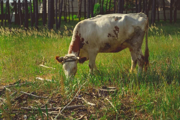 Tehén legelő egy zöld rét nyáron. Egy tehén a zöld vidéki területen. Szarvasmarha takarmányozása és tenyésztése. Haszonállatok sétálni. Szarvasmarha. — Stock Fotó
