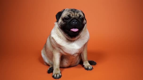 Chiot chiot carlin drôle, sur fond orange. Pug posant pour la caméra . — Video