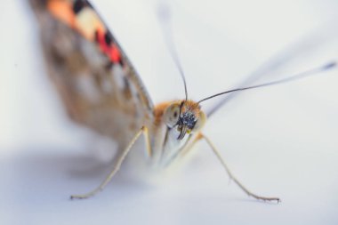 Renkli kelebek beyaz bir arka plan üzerinde izole. kopyalama alanları.