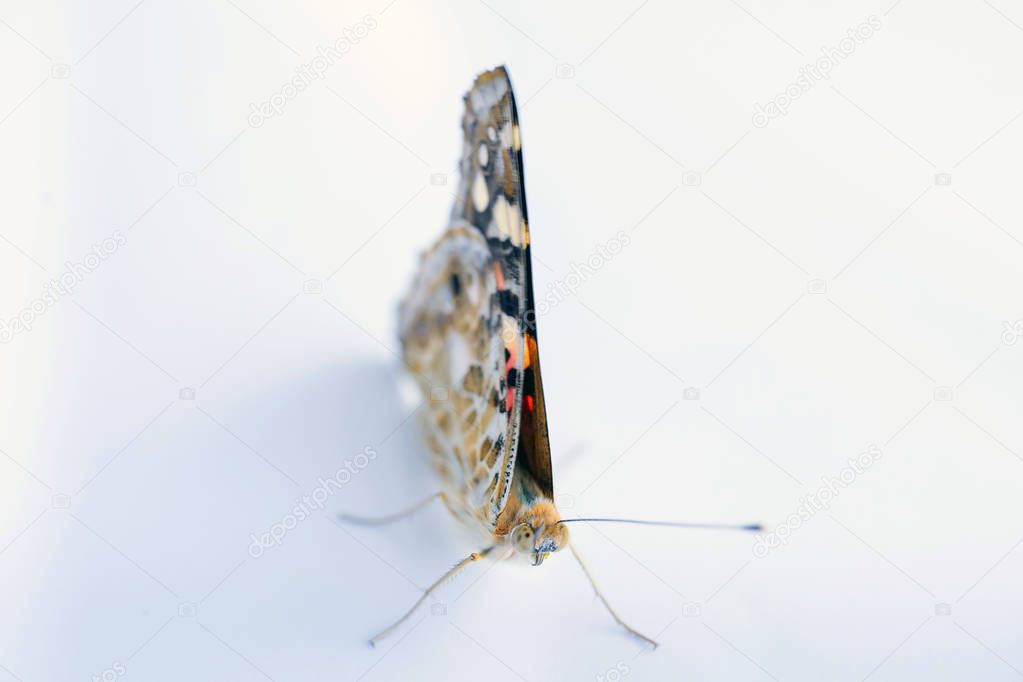 Colorful butterfly isolated on a white background. copy spaces.
