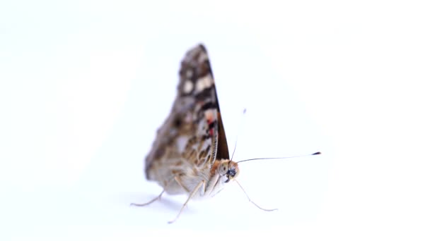 Papillon coloré isolé sur un fond blanc. espaces de copie . — Video