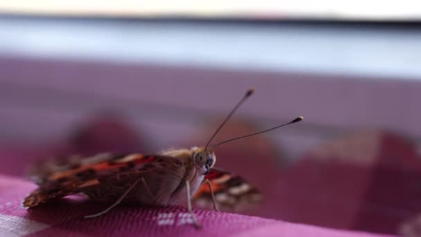 Egy gyönyörű pillangó egy rovar a Lepidoptera érdekében. makró üzemmód — Stock videók