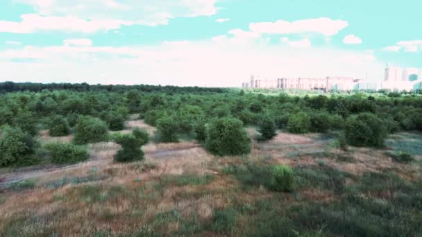 Jardín público y privado, vivero de árboles parques. Espléndido jardín ornamental con árboles exuberantes en un día soleado . — Vídeo de stock