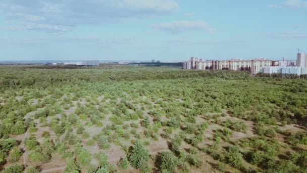 Public and privat garden, parks tree nursery. Splendid ornamental garden with blooming lush trees on a sunny day. — Stock Video