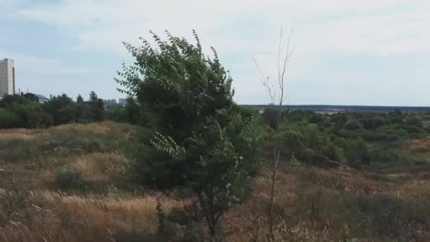 El árbol balanceándose en el viento en el campo. Árbol único — Vídeos de Stock