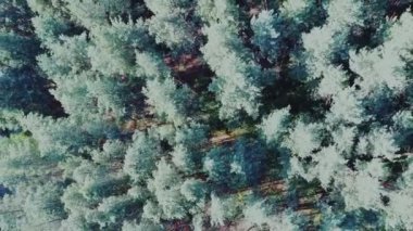 Yaz orman manzara, yumuşak güneş ışığı ile aydınlatılmış. Güneşli bir günde orman doğası. ağaçların dokusu