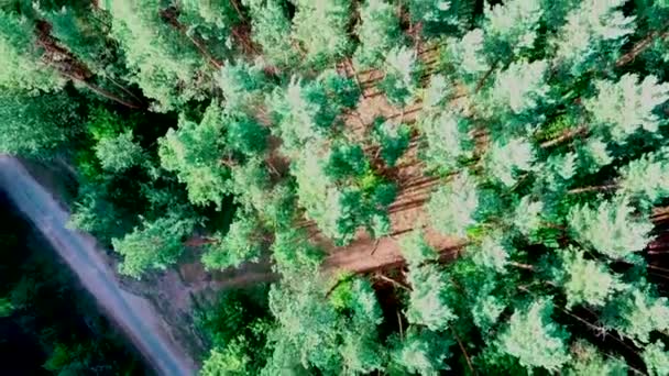 Дорога в ясный день окружена зелеными деревьями, вид сверху — стоковое видео