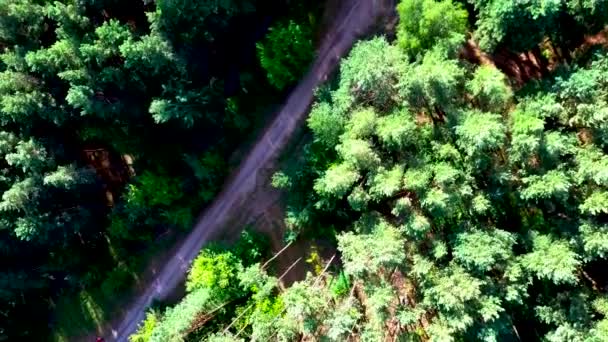 Ο δρόμος περιβάλλεται από καταπράσινα δέντρα σε μια καθαρή μέρα, θέα από την κορυφή — Αρχείο Βίντεο