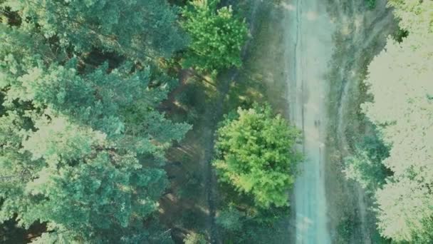 De weg is omgeven door groene bomen op een heldere dag, uitzicht vanaf de top — Stockvideo