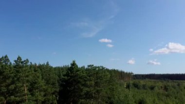 güneşli bir yaz gününde rüzgarda sallanan yeşil ağaçlar. Rusya'nın pitoresk doğası