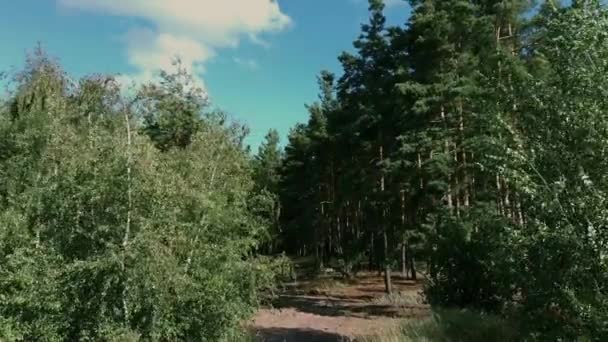 Зеленые деревья трясутся на ветру в солнечный летний день. Живописная природа России — стоковое видео