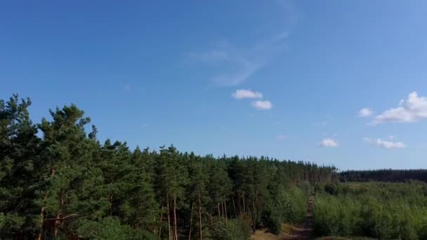 Зеленые деревья трясутся на ветру в солнечный летний день. Живописная природа России — стоковое видео