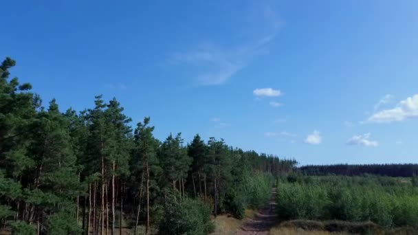 arbres verts tremblant dans le vent par une journée ensoleillée d'été. La nature pittoresque de la Russie 