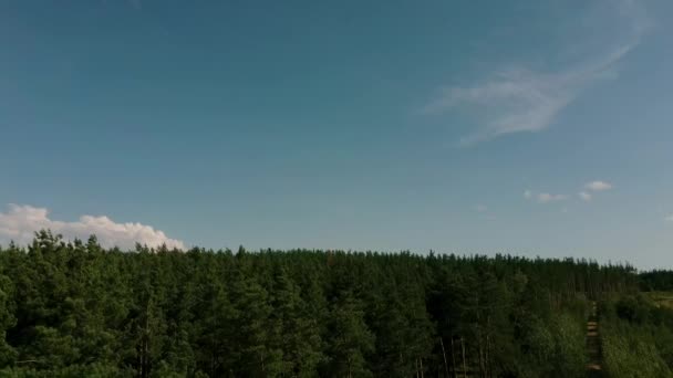 Zielone drzewa kołyszące się, poruszające się i potrząsając wiatrem podczas wietrznej pogody w słoneczny letni dzień. Malownicza natura Rosji — Wideo stockowe