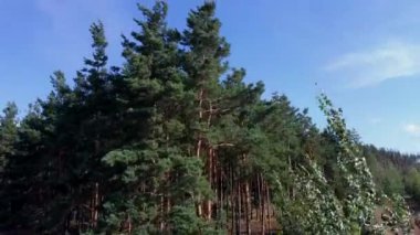 yeşil ağaçlar sallanan, hareket eden ve güneşli bir yaz gününde rüzgarlı havalarda sallayarak. Rusya'nın pitoresk doğası