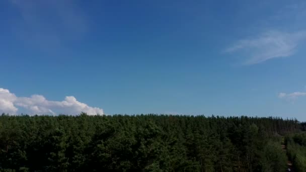 Green trees swaying, moving and shaking in wind during windy weather on a sunny summer day. The picturesque nature of Russia — Stock Video